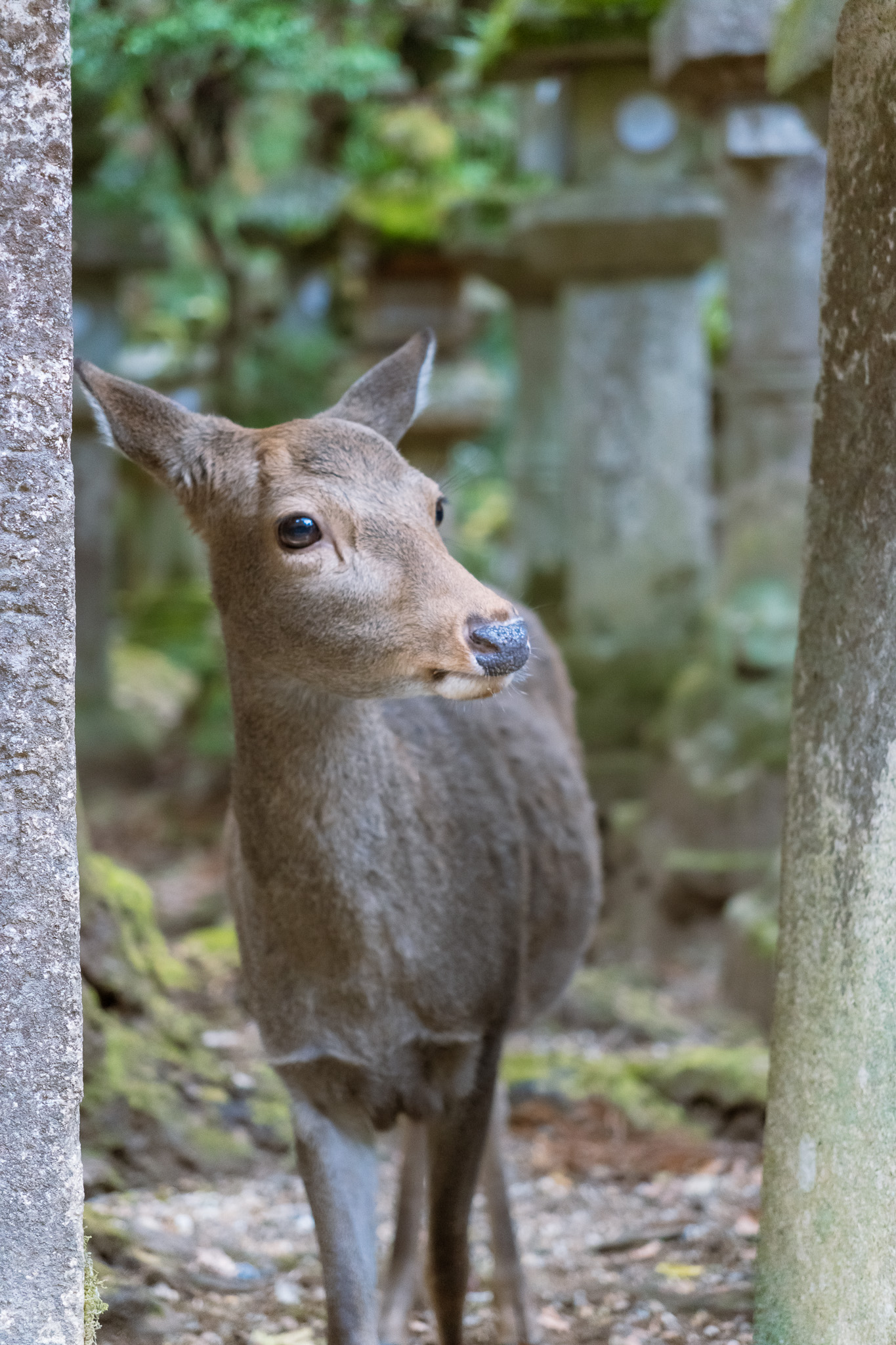 Wildlife